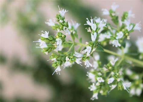 Oregano Flowers