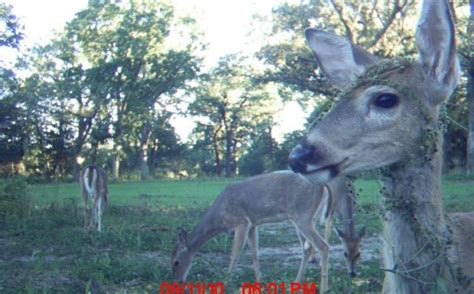 Recognizing Deer Movement Patterns | Whitetail Habitat Solutions