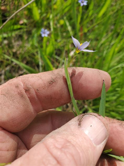 Blue Eyed Grasses From Anderson County Tx Usa On April At