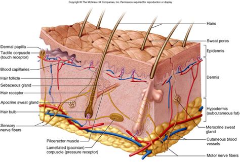 What Is the Function of the Dermal Papillae - AmaraminMurphy