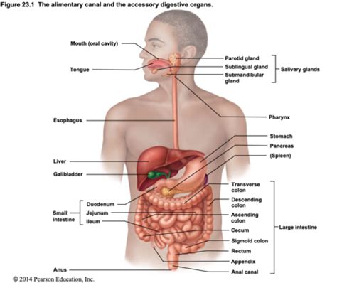 Chapter 23 Digestive System Flashcards Quizlet