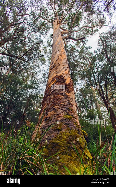 Eucalyptus Trees In Western Australian Hi Res Stock Photography And