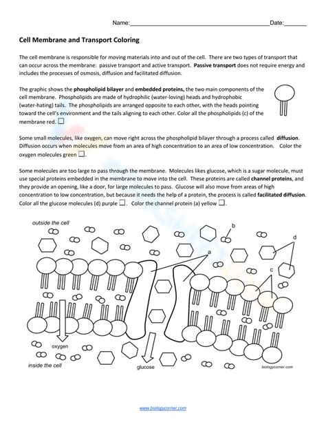 Cell Membrane And Transport Coloring Worksheet