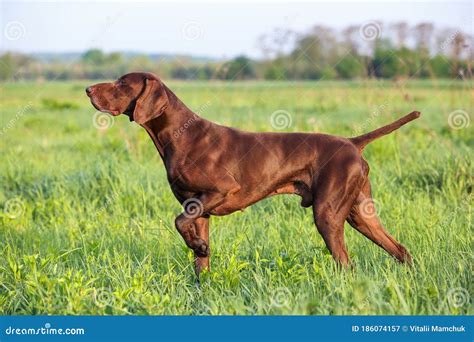 Brown German Shorthaired Pointer A Muscular Hunting Dog Is Standing In