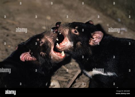 Tasmanian Devils Fighting Hi Res Stock Photography And Images Alamy