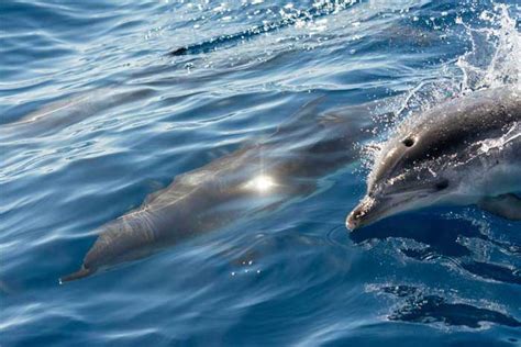 Sunset Dolphin Cruise - Private Boat Tour for Large Groups