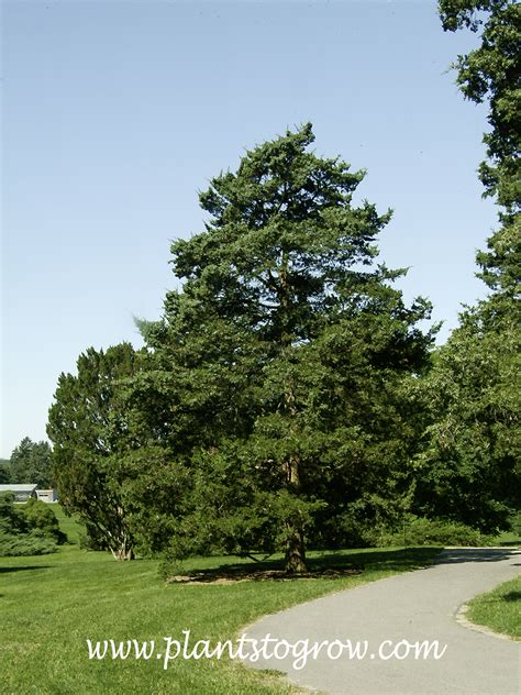 Canaertii Juniper Juniperus Virginiana Plants To Grow Plants