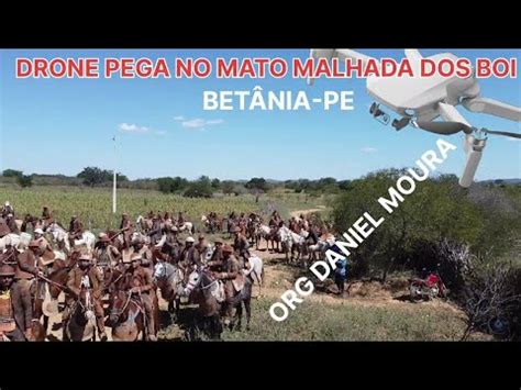 DRONE PEGA DE BOI NO MATO SÍTIO MALHADA DOS BOI BETÂNIA PE ORG DANIEL