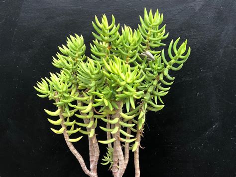 Excited To Share This Item From My Etsy Shop Diy Succulent Crassula Tetragona Mini Pine Tree