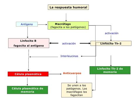 Respuesta Inmunitaria Humoral[1]