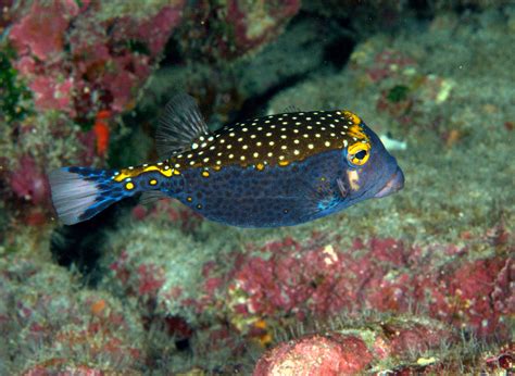 under pressure world: Spotted Boxfish, male- Kona, HI