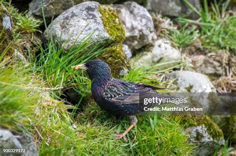 Starling Hunting Photos And Premium High Res Pictures Getty Images