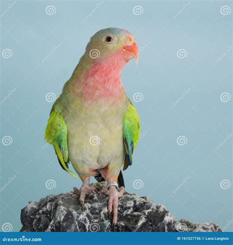 Princess Parrot As Pet Animal Stock Photo - Image of parakeet, alexandrea: 161527736