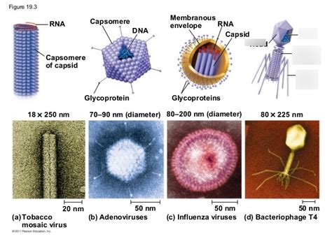 chapter 19 viruses Diagram | Quizlet