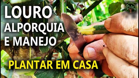 Fazer Mudas De Louro Aprenda A Alporquia E Manejo Dessa Planta