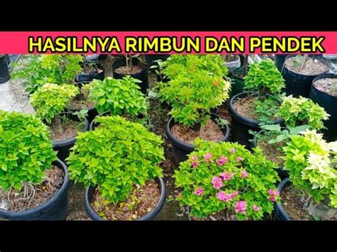 Cara Buat Bougenville Pendek Rimbun Dengan Di Pruning Seperti Ini Youtube