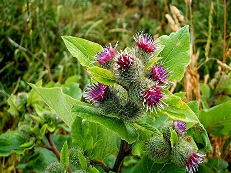 Čičak Arctium Lappa Asteraceae Biljni Preparati