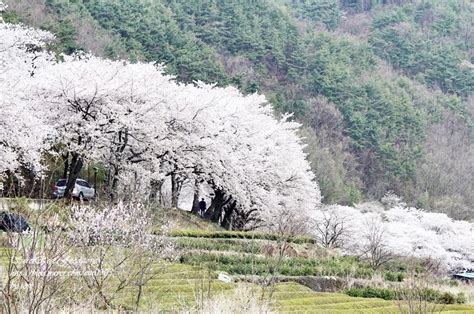 경남 하동 펜션 쌍계사 십리벚꽃길 지리산 아름다운산골 네이버 블로그