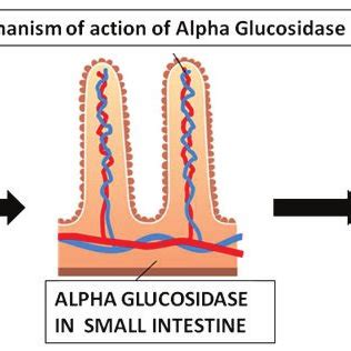 Mechanism of action of Alpha Glucosidase in Carbohydrate metabolism ...