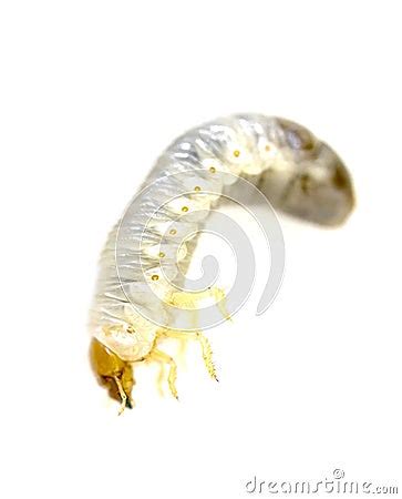 June Bug Larvae Stock Image - Image: 24419171