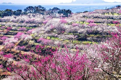 【兵庫・たつの】梅の名所まとめ2021！海を臨む絶景 綾部山梅林世界の梅公園 みたい まるはり×みたい ｜みつけて播磨（姫路、加古川