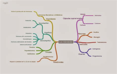 Una Gota De Ciencias Mapa Conceptual Sobre Las Glándulas