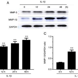 Effect Of Mmp And Mmp Expression Levels In Il Induced