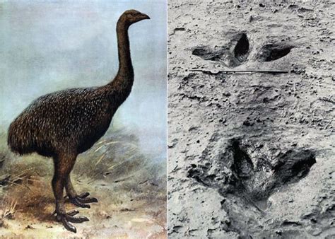 Upland Moa Alchetron The Free Social Encyclopedia