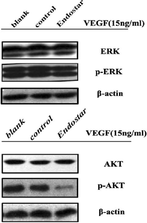 Effects Of Endostar On The Expression Of Erk P Erk Protein Kinase B