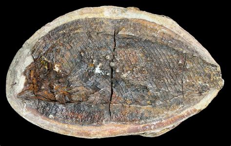 4.6" Triassic Fossil Fish (Boreosomus) In Nodule - Madagascar For Sale ...