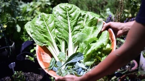 El Truco Para Podar Tu Planta De Acelga Durante La Primavera Y Que Se