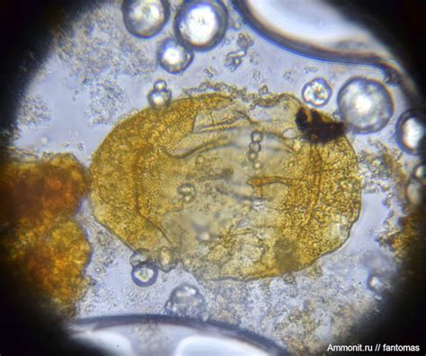 Пыльцевое зерно Protohaploxypinus sp.(?) - СПК