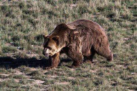 Silverback Gorilla Vs Grizzly Bear