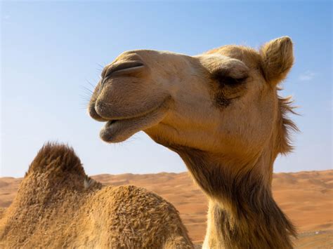 Camels Nostrils