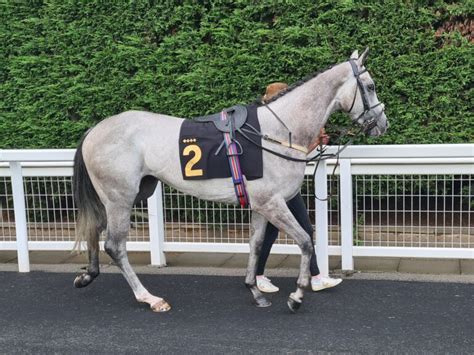 Kyber Crystal Profile And Updates Racehorse Ownership