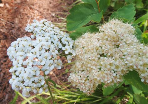 Flora Montana Western Yarrow