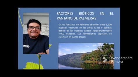 ECOSISTEMAS PANTANO DE PALMERAS YouTube