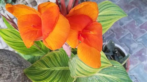 11 Orange Canna Lily Varieties To Brighten Up Your Garden