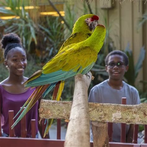 Naples Zoo At Caribbean Gardens Paradise Coast