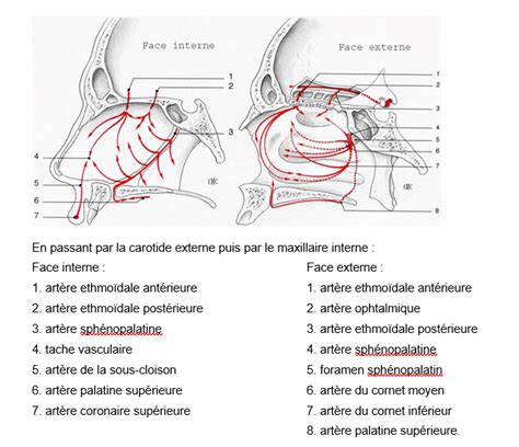 Vascularisation Des Fosses Nasales Aima Formation