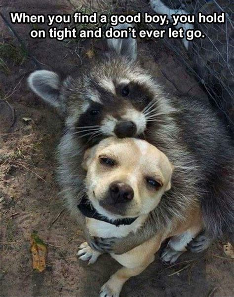 Raccoon hugging dog Blank Template - Imgflip