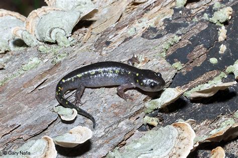 Spotted Salamander Ambystoma Maculatum