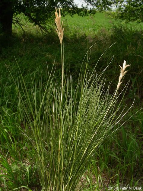 Distichlis Spicata Saltgrass Minnesota Wildflowers