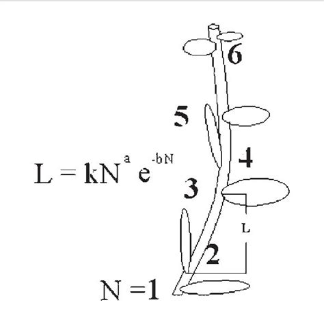 A Diagrammatic Representation Of A Shoot With Its Internode Length L Download Scientific