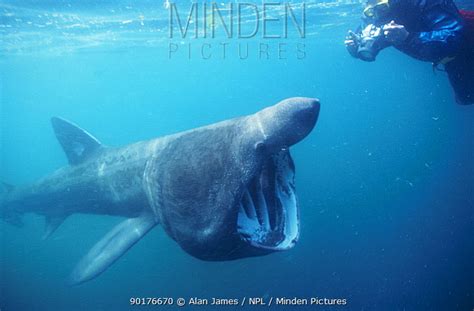 Basking Shark Stock Photo Minden Pictures