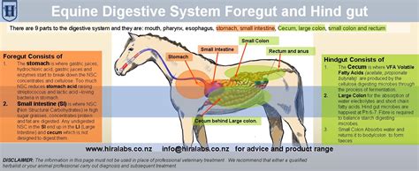 H Digestive System Fore And Hind Gut Hira Laboratories