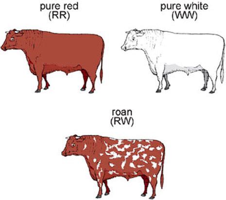 natural / Selective Breeding - Genetics