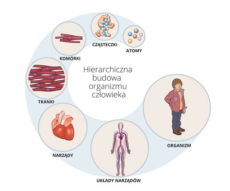 Przygoda Z Biologi Hierarchiczna Budowa Organizmu