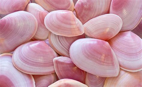 Pink Clams Sea Shells Shells Pretty In Pink