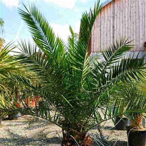 Phoenix Canariensis Kanarische Dattelpalme Kaufen